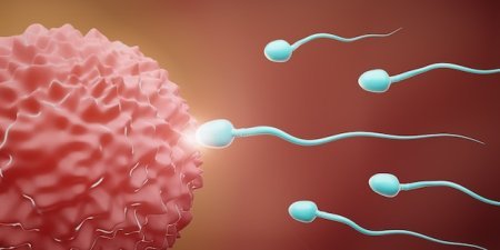 Illustration of sperm cells approaching an egg, representing natural fertilization compared in IUI and IVF treatment